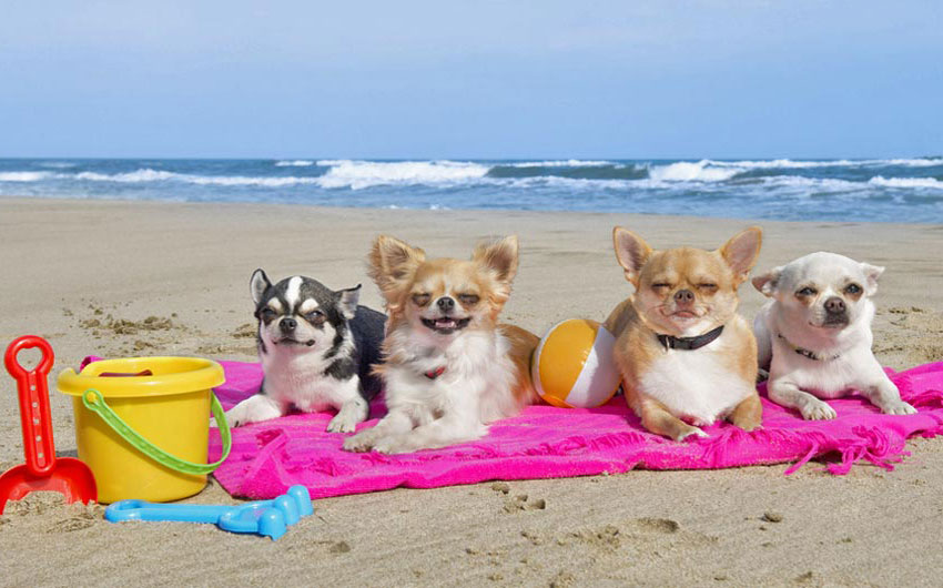 Hunde am Strand