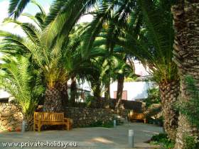 Palmen in El Sauzal - Teneriffa