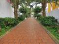 Palmenallee -  El Sauzal / Teneriffa